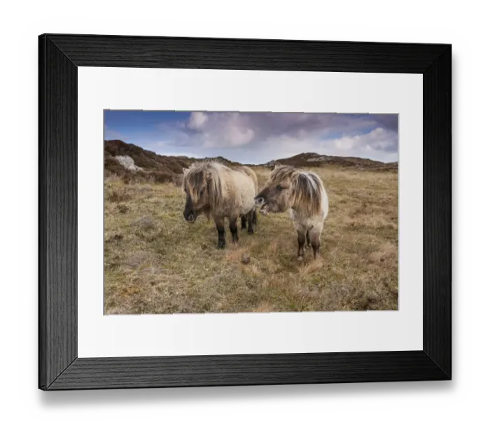 Framed Print : Horse, Eriskay Pony, two mares, with one whinnying to remainder of herd, standing in moorland habitat, South Uist Framed Print : Horse, Eriskay Pony, two mares, with one whinnying to remainder of herd, standing in moorland habitat, South Uist