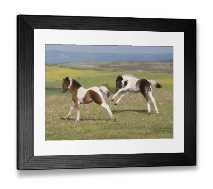 Framed Print : Horse, Dartmoor Pony, two foals, galloping on moorland, Dartmoor, Devon, England, June Framed Print : Horse, Dartmoor Pony, two foals, galloping on moorland, Dartmoor, Devon, England, June