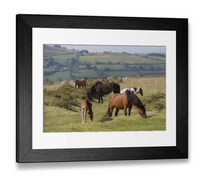 Framed Print : Horse, Dartmoor Pony, mares and foals, grazing on moorland, Dartmoor, Devon, England, June Framed Print : Horse, Dartmoor Pony, mares and foals, grazing on moorland, Dartmoor, Devon, England, June