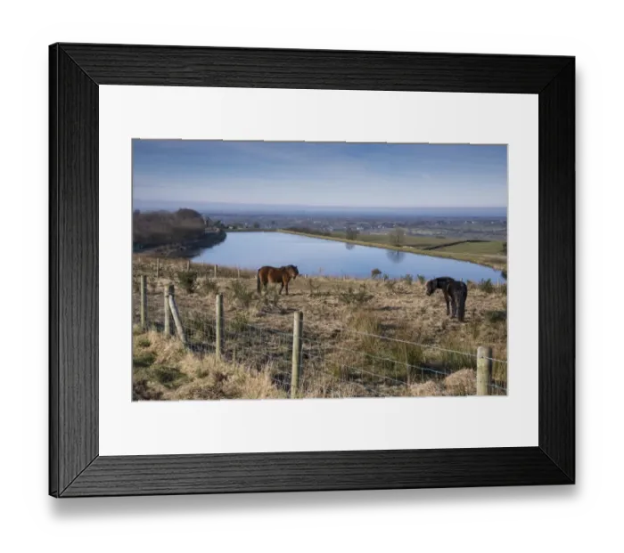 Framed Print : Dartmoor Pony, two adults, grazing amongst gorse in fenced area, with reservoir in background Framed Print : Dartmoor Pony, two adults, grazing amongst gorse in fenced area, with reservoir in background