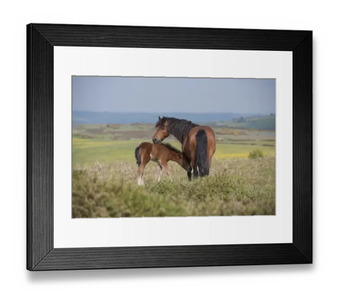 Framed Print : Horse, Dartmoor Pony, mare and foal, standing on moorland, Dartmoor, Devon, England, June Framed Print : Horse, Dartmoor Pony, mare and foal, standing on moorland, Dartmoor, Devon, England, June