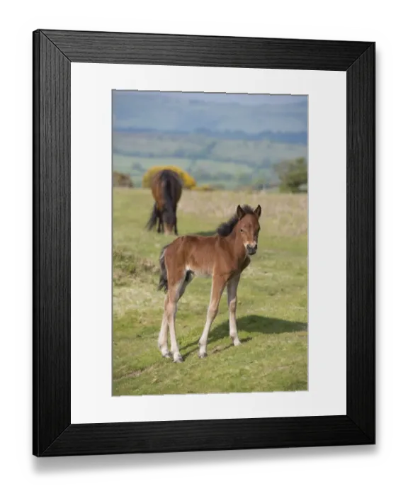 Framed Print : Horse, Dartmoor Pony, foal, standing on moorland, with mare grazing in background, Dartmoor, Devon, England, June Framed Print : Horse, Dartmoor Pony, foal, standing on moorland, with mare grazing in background, Dartmoor, Devon, England, June