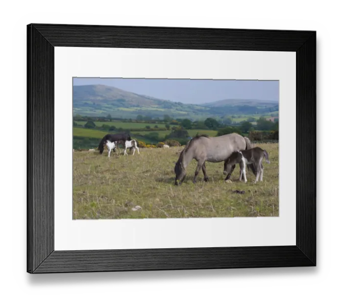 Framed Print : Horse, Dartmoor Pony, mares and foals, grazing on moorland, Dartmoor, Devon, England, June Framed Print : Horse, Dartmoor Pony, mares and foals, grazing on moorland, Dartmoor, Devon, England, June
