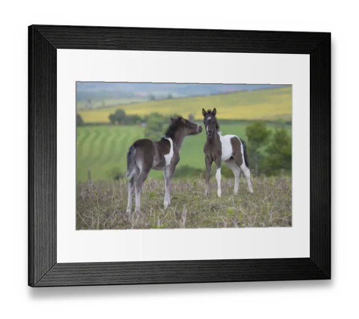 Framed Print : Horse, Dartmoor Pony, two foals, interacting on moorland, Dartmoor, Devon, England, June Framed Print : Horse, Dartmoor Pony, two foals, interacting on moorland, Dartmoor, Devon, England, June