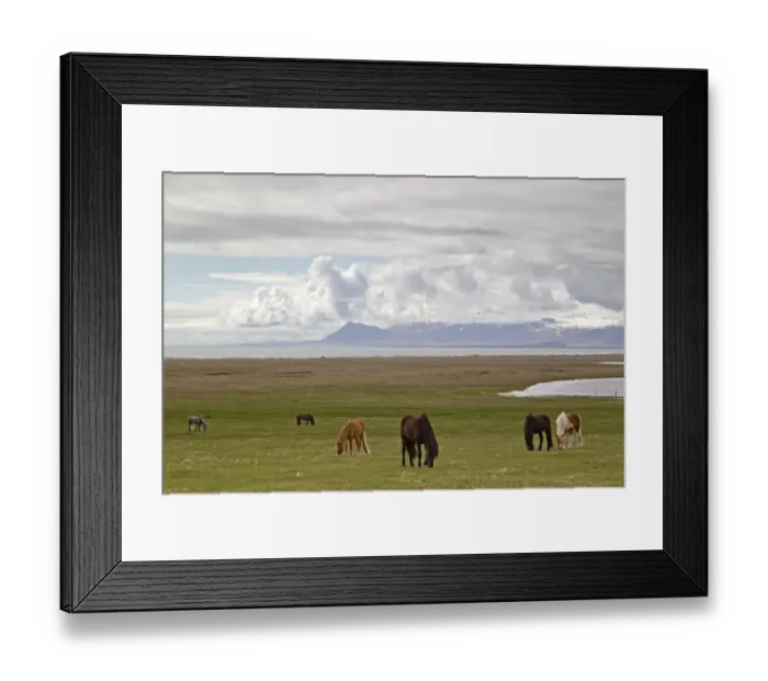 Framed Print : Horse, Icelandic Pony, herd grazing on coastal pasture, Snaefellsness Peninsula, Iceland, June Framed Print : Horse, Icelandic Pony, herd grazing on coastal pasture, Snaefellsness Peninsula, Iceland, June