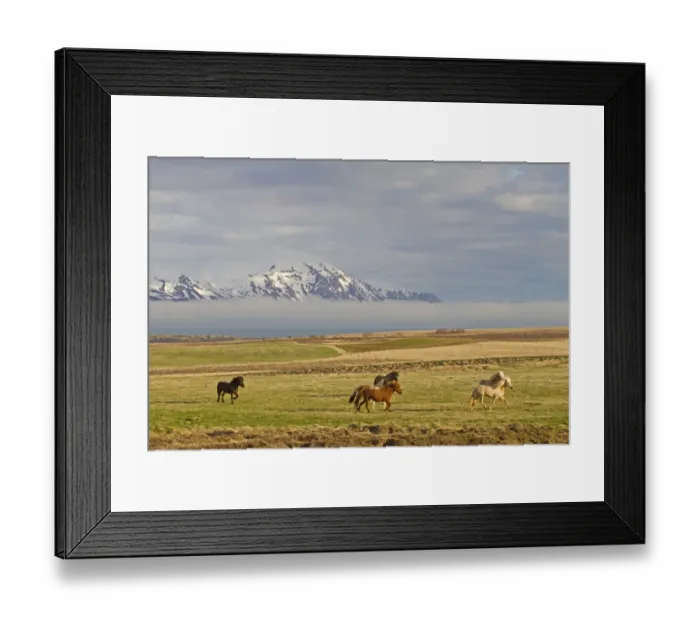 Framed Print : Horse, Icelandic Pony, herd trotting on coastal pasture, near Husavik, Iceland, May Framed Print : Horse, Icelandic Pony, herd trotting on coastal pasture, near Husavik, Iceland, May