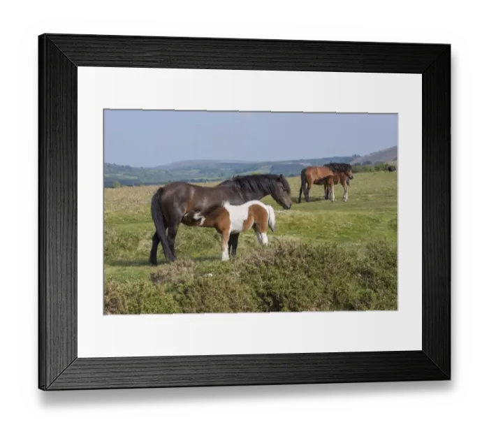 Framed Print : Horse, Dartmoor Pony, mares and foals, suckling, standing on moorland, Dartmoor, Devon, England, June Framed Print : Horse, Dartmoor Pony, mares and foals, suckling, standing on moorland, Dartmoor, Devon, England, June