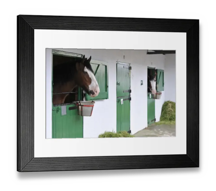 Framed Print : Horse, Shire Horse, two adults, looking out over stable doors, Yorkshire, England, July Framed Print : Horse, Shire Horse, two adults, looking out over stable doors, Yorkshire, England, July