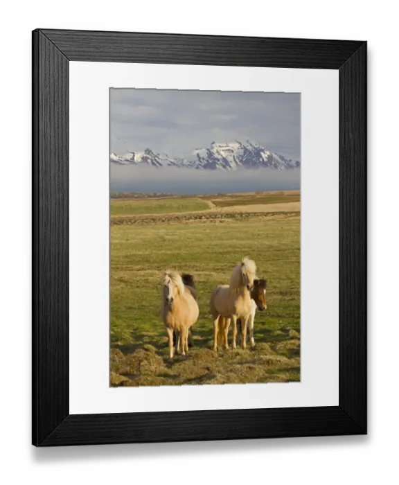 Framed Print : Horse, Icelandic Pony, herd standing on coastal pasture, near Husavik, Iceland, May Framed Print : Horse, Icelandic Pony, herd standing on coastal pasture, near Husavik, Iceland, May