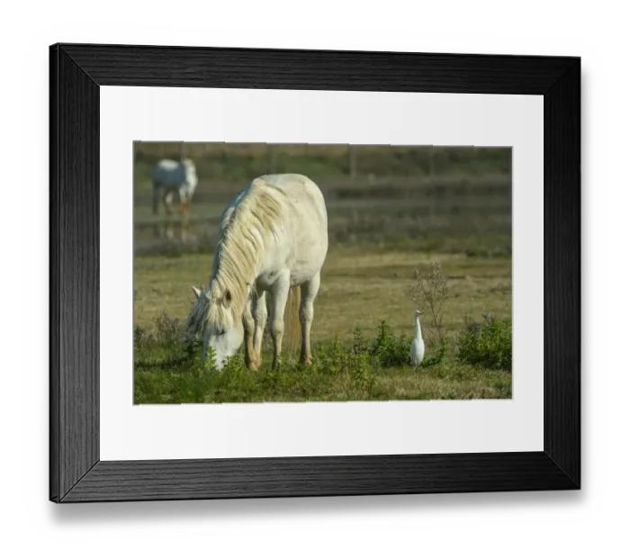 Framed Print : Horse, Camargue type, adult, grazing, with Cattle Egret (Bubulcus ibis) adult, Isola della Cona Wetland Reserve