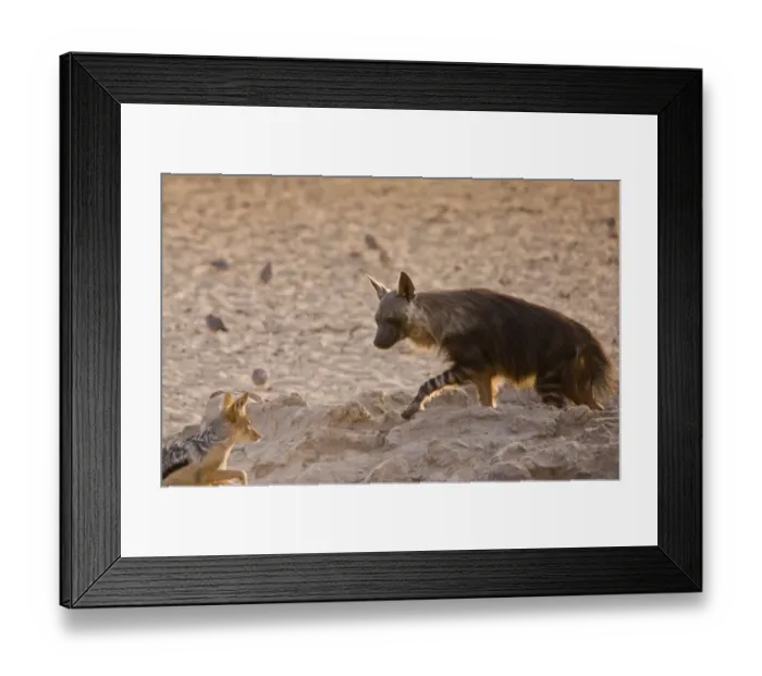 Framed Print : Brown Hyena (Hyaena brunnea) and Black-backed Jackal (Canis mesomelas) adults, interacting at waterhole Framed Print : Brown Hyena (Hyaena brunnea) and Black-backed Jackal (Canis mesomelas) adults, interacting at waterhole