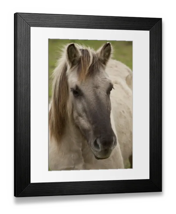 Framed Print : Horse, Konik, adult, close-up of head, Lascaux, Dordogne, France, November
