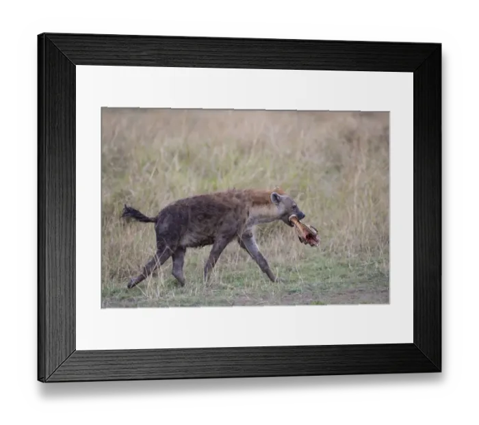 Framed Print : Spotted Hyena (Crocuta crocuta) adult, with skull of prey in mouth, walking in savannah, Masai Mara National Reserve Framed Print : Spotted Hyena (Crocuta crocuta) adult, with skull of prey in mouth, walking in savannah, Masai Mara National Reserve