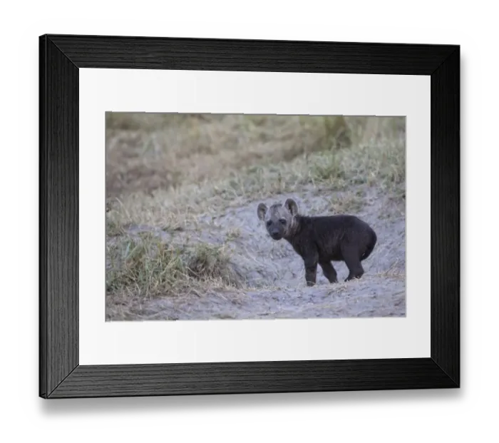 Framed Print : Spotted Hyena (Crocuta crocuta) young pup, standing at den entrance in savannah, Masai Mara National Reserve, Kenya Framed Print : Spotted Hyena (Crocuta crocuta) young pup, standing at den entrance in savannah, Masai Mara National Reserve, Kenya