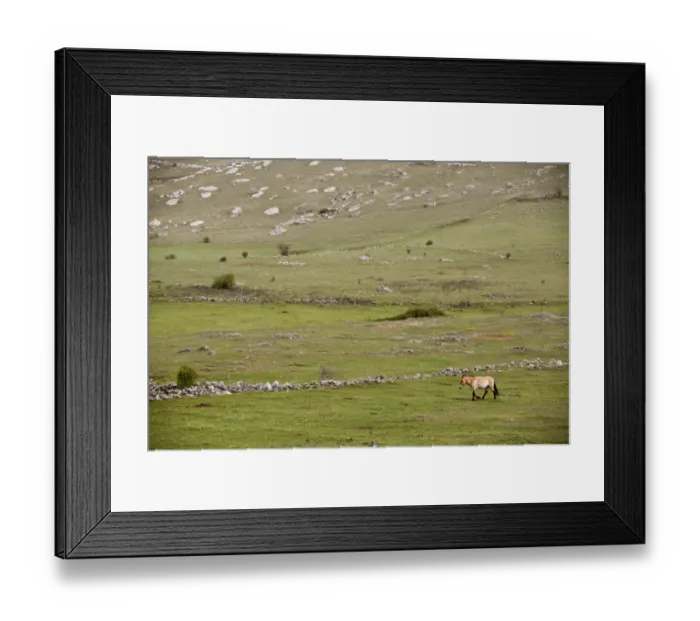 Framed Print : Przewalskis Horse (Equus ferus przewalskii) adult, walking in semi-wild conditions of plateau grassland habitat Framed Print : Przewalskis Horse (Equus ferus przewalskii) adult, walking in semi-wild conditions of plateau grassland habitat