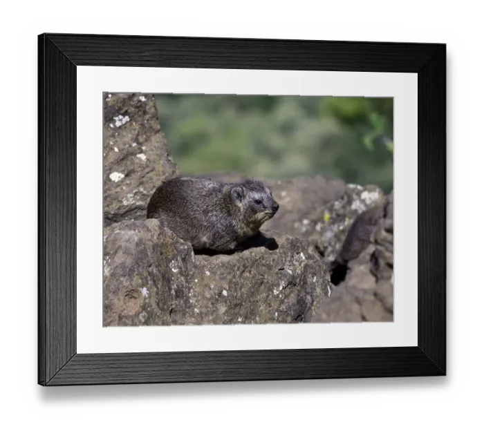 Framed Print : Rock Hyrax (Heterohyrax brucei)