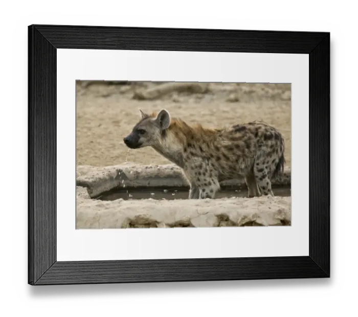 Framed Print : Spotted Hyena (Crocuta crocuta) adult, drinking at artificial waterhole, Kalahari Desert, Kalahari Gemsbok N. P