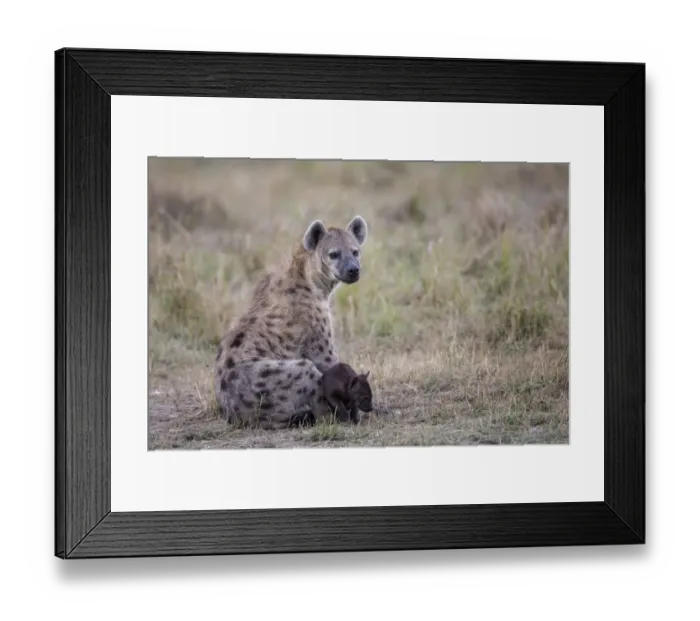 Framed Print : Spotted Hyena (Crocuta crocuta) adult female and young pup, sitting in savannah, Masai Mara National Reserve, Kenya