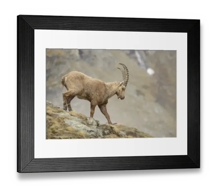 Framed Print : Alpine Ibex (Capra ibex) adult male, walking down slope, Gran Paradiso N. P. Graian Alps, Italy, April Framed Print : Alpine Ibex (Capra ibex) adult male, walking down slope, Gran Paradiso N. P. Graian Alps, Italy, April