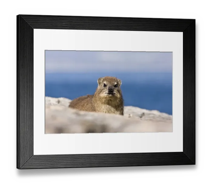 Framed Print : Cape Rock Hyrax (Procavia capensis) adult, on rocks near coast, Hermanus, Western Cape Province, South Africa, August
