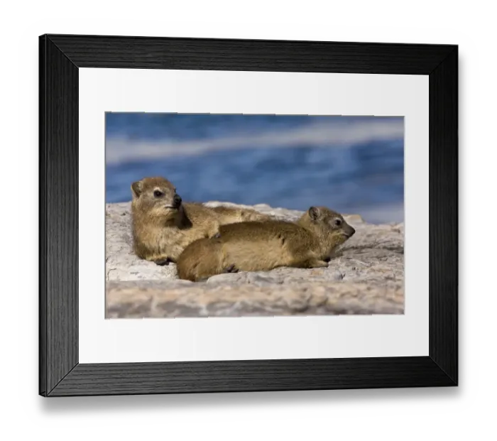 Framed Print : Cape Rock Hyrax (Procavia capensis) two adults, resting on rocks near coast, Hermanus, Western Cape Province Framed Print : Cape Rock Hyrax (Procavia capensis) two adults, resting on rocks near coast, Hermanus, Western Cape Province
