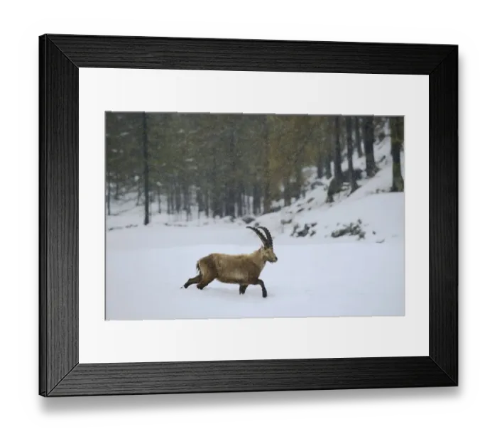Framed Print : Alpine Ibex (Capra ibex) adult male, walking in snow during snowfall, Gran Paradiso N. P. Graian Alps, Italy, May Framed Print : Alpine Ibex (Capra ibex) adult male, walking in snow during snowfall, Gran Paradiso N. P. Graian Alps, Italy, May