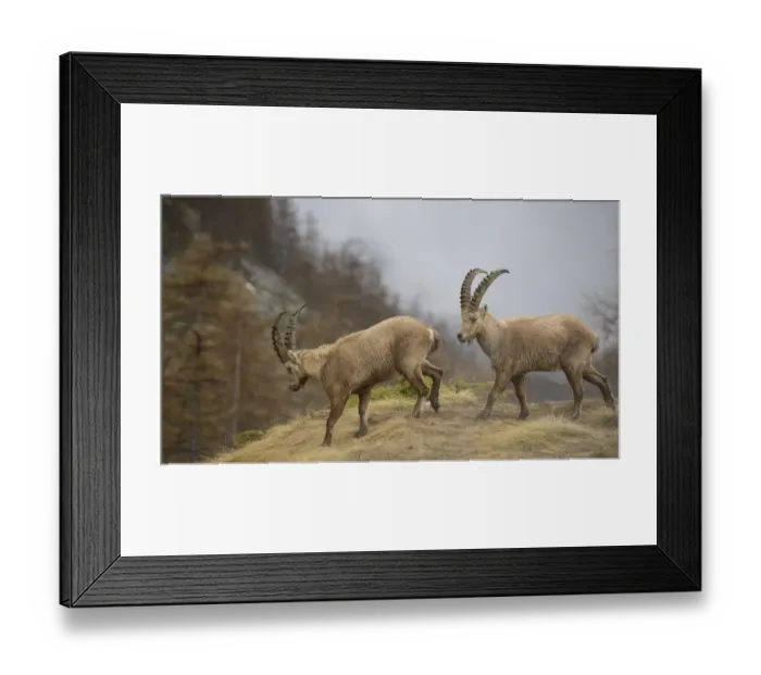 Framed Print : Alpine Ibex (Capra ibex) two adult males, walking on grass, Gran Paradiso N. P. Graian Alps, Italy, April Framed Print : Alpine Ibex (Capra ibex) two adult males, walking on grass, Gran Paradiso N. P. Graian Alps, Italy, April