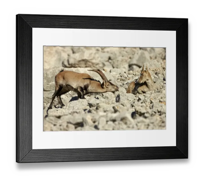 Framed Print : Southeastern Spanish Ibex (Capra pyrenaica hispanica) young male approaching adult female, testing scent during rut Framed Print : Southeastern Spanish Ibex (Capra pyrenaica hispanica) young male approaching adult female, testing scent during rut
