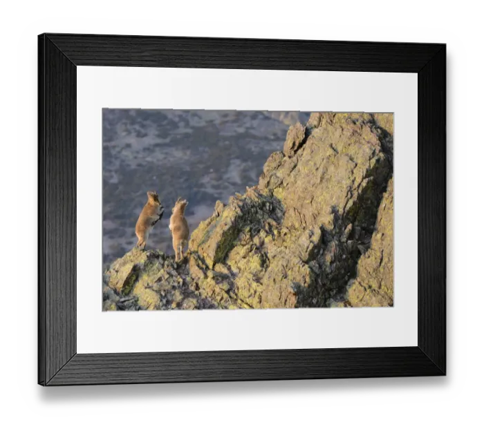 Framed Print : Spanish Ibex (Capra pyrenaica) two young, play-fighting on rocks in mountain habitat, Spain, January