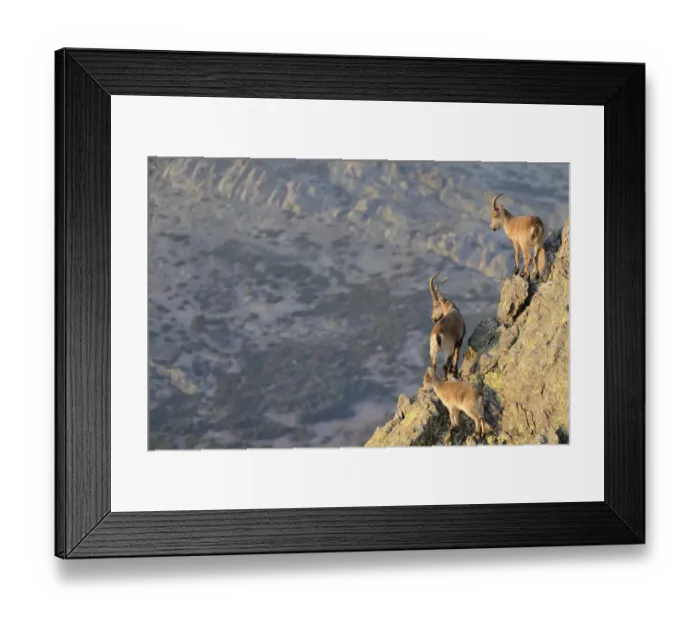Framed Print : Spanish Ibex (Capra pyrenaica) adult male, immature male and young, standing on rocks in mountain habitat, Spain Framed Print : Spanish Ibex (Capra pyrenaica) adult male, immature male and young, standing on rocks in mountain habitat, Spain