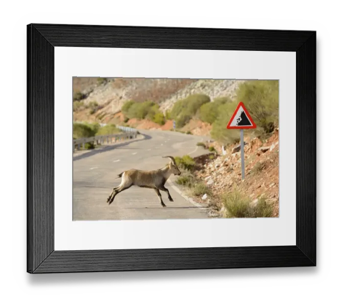 Framed Print : Spanish Ibex (Capra pyrenaica) immature male, running across road with rockfall warning sign, Spain, January Framed Print : Spanish Ibex (Capra pyrenaica) immature male, running across road with rockfall warning sign, Spain, January