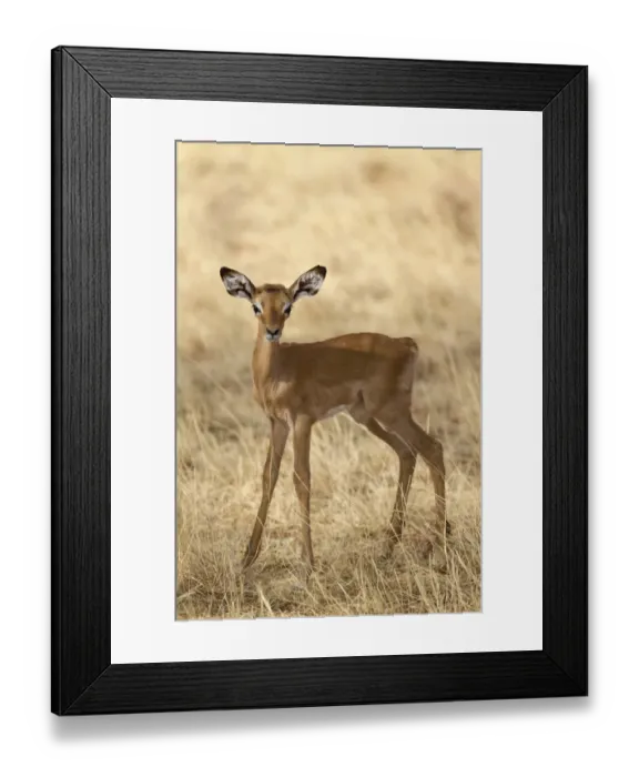 Framed Print : Impala (Aepyceros melampus) newborn calf, standing in dry savannah, Samburu National Reserve, Kenya, August