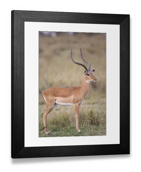 Framed Print : Impala (Aepyceros melampus) adult male, standing in savannah, Masai Mara National Reserve, Kenya, August Framed Print : Impala (Aepyceros melampus) adult male, standing in savannah, Masai Mara National Reserve, Kenya, August