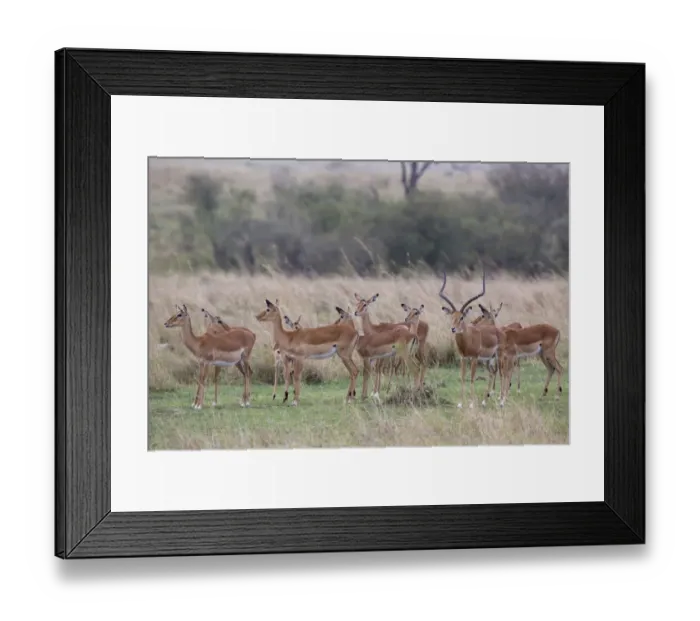 Framed Print : Impala (Aepyceros melampus) adult male and females, herd standing in savannah, Masai Mara National Reserve, Kenya Framed Print : Impala (Aepyceros melampus) adult male and females, herd standing in savannah, Masai Mara National Reserve, Kenya