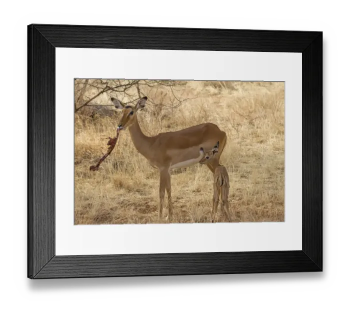 Framed Print : Impala (Aepyceros melampus) adult female, feeding on placenta after giving birth, and newborn calf Framed Print : Impala (Aepyceros melampus) adult female, feeding on placenta after giving birth, and newborn calf