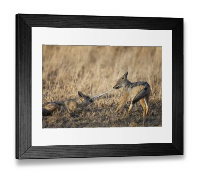 Framed Print : Black-backed Jackal (Canis mesomelas) two cubs, playing tug-of-war with feather, Serengeti N. P. Tanzania, December Framed Print : Black-backed Jackal (Canis mesomelas) two cubs, playing tug-of-war with feather, Serengeti N. P. Tanzania, December