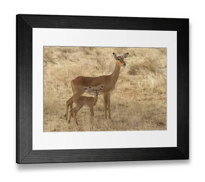 Framed Print : Impala (Aepyceros melampus) adult female and newborn calf, standing in dry savannah, Samburu National Reserve, Kenya Framed Print : Impala (Aepyceros melampus) adult female and newborn calf, standing in dry savannah, Samburu National Reserve, Kenya