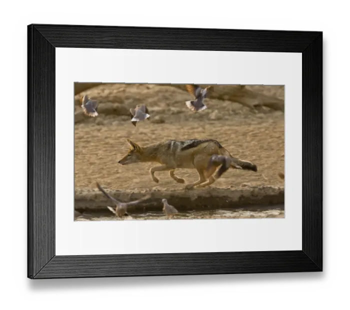 Framed Print : Black-backed Jackal (Canis mesomelas) adult, hunting Cape Turtle-doves (Streptopelia capicola) at edge of waterhole Framed Print : Black-backed Jackal (Canis mesomelas) adult, hunting Cape Turtle-doves (Streptopelia capicola) at edge of waterhole
