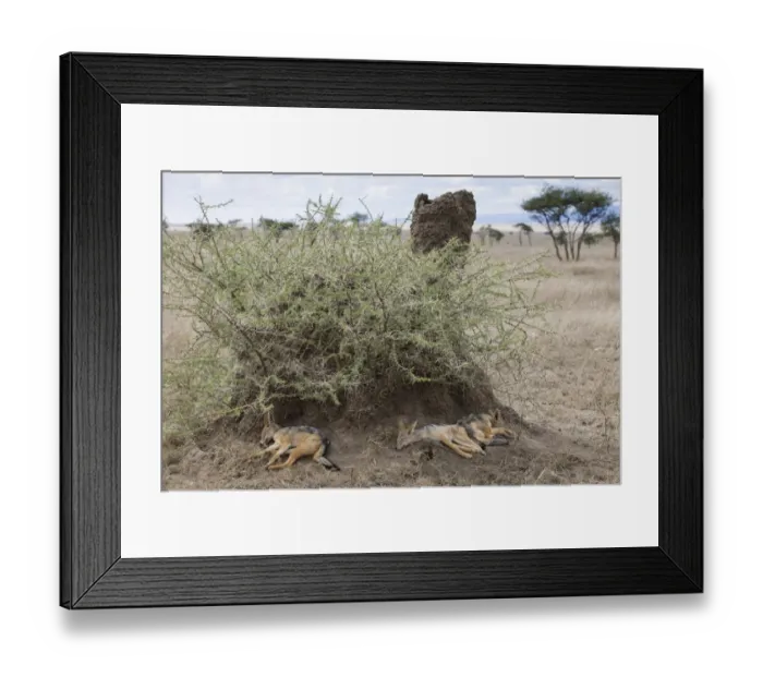 Framed Print : Black-backed Jackal (Canis mesomelas) three cubs, sleeping beside termite mound, Serengeti N. P. Tanzania, December Framed Print : Black-backed Jackal (Canis mesomelas) three cubs, sleeping beside termite mound, Serengeti N. P. Tanzania, December