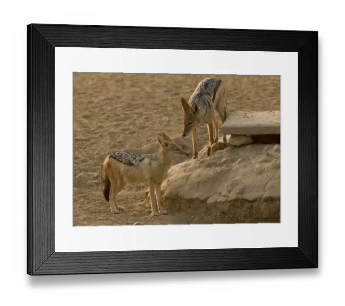 Framed Print : Black-backed Jackal (Canis mesomelas) adult pair, standing at artificial waterhole, Kalahari Desert Framed Print : Black-backed Jackal (Canis mesomelas) adult pair, standing at artificial waterhole, Kalahari Desert