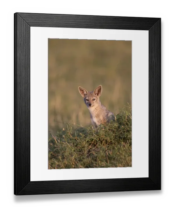 Framed Print : Black-backed Jackal (Canis mesomelas) cub, sitting at den entrance in savannah, Masai Mara National Reserve, Kenya Framed Print : Black-backed Jackal (Canis mesomelas) cub, sitting at den entrance in savannah, Masai Mara National Reserve, Kenya