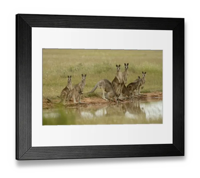 Framed Print : Eastern Grey Kangaroo (Macropus giganteus) family group, drinking at waterhole, Victoria, Australia, November Framed Print : Eastern Grey Kangaroo (Macropus giganteus) family group, drinking at waterhole, Victoria, Australia, November