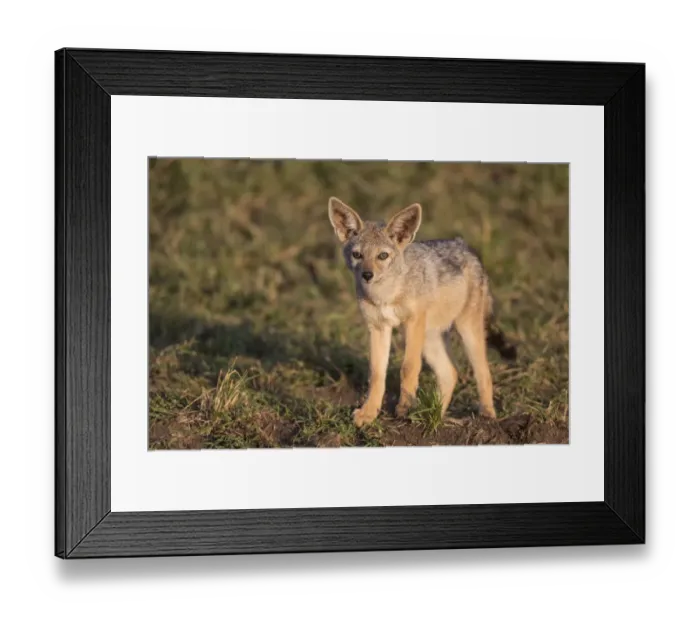 Framed Print : Black-backed Jackal (Canis mesomelas) cub, standing in savannah, Masai Mara National Reserve, Kenya, August