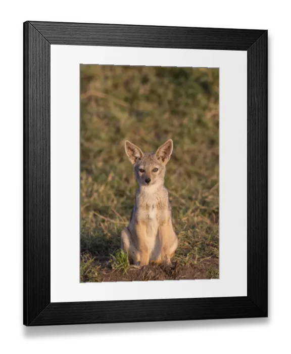 Framed Print : Black-backed Jackal (Canis mesomelas) cub, sitting in savannah, Masai Mara National Reserve, Kenya, August Framed Print : Black-backed Jackal (Canis mesomelas) cub, sitting in savannah, Masai Mara National Reserve, Kenya, August
