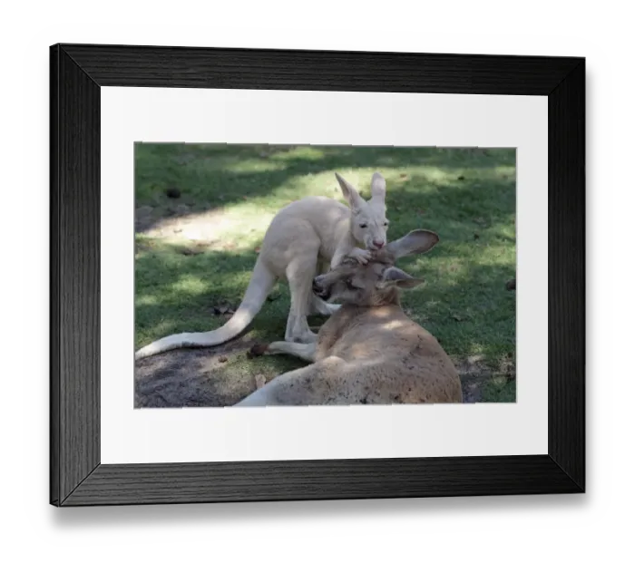 Framed Print : Red Kangaroo (Macropus rufus) adult female with albino joey, mutual grooming in shade, Caversham Wildlife Park Framed Print : Red Kangaroo (Macropus rufus) adult female with albino joey, mutual grooming in shade, Caversham Wildlife Park
