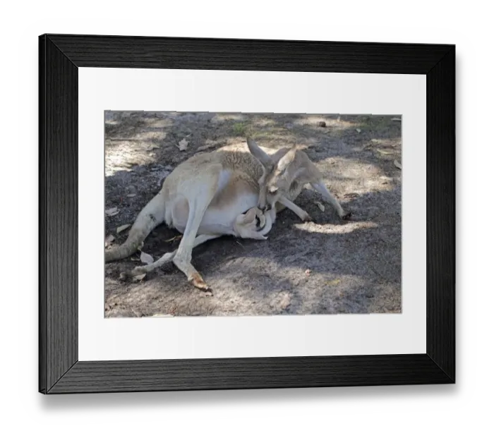 Framed Print : Red Kangaroo (Macropus rufus) adult female, with albino joey emerging from pouch, resting in shade Framed Print : Red Kangaroo (Macropus rufus) adult female, with albino joey emerging from pouch, resting in shade