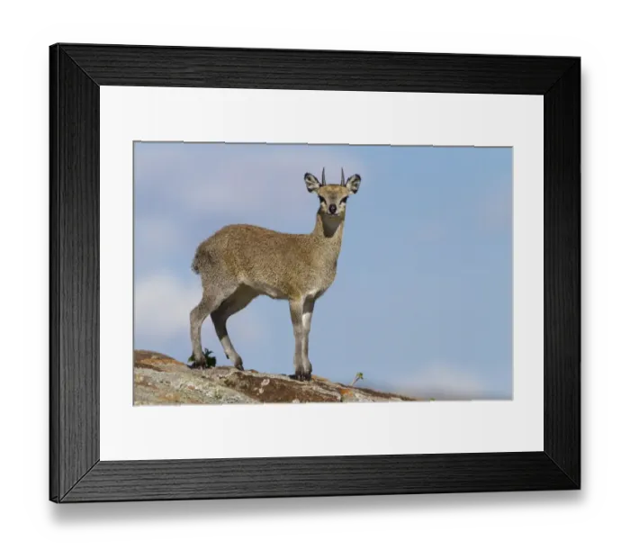 Framed Print : Klipspringer (Oreotragus oreotragus) adult male, standing on rock, Serengeti N. P. Tanzania, December Framed Print : Klipspringer (Oreotragus oreotragus) adult male, standing on rock, Serengeti N. P. Tanzania, December