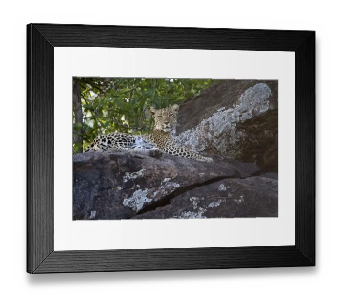 Framed Print : African Leopard (Panthera pardus pardus) adult, resting on rocks, Serengeti N. P. Tanzania, December Framed Print : African Leopard (Panthera pardus pardus) adult, resting on rocks, Serengeti N. P. Tanzania, December