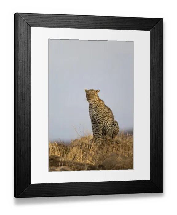Framed Print : African Leopard (Panthera pardus pardus) adult, sitting in dry savannah, Samburu National Reserve, Kenya, August Framed Print : African Leopard (Panthera pardus pardus) adult, sitting in dry savannah, Samburu National Reserve, Kenya, August