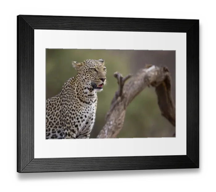 Framed Print : African Leopard (Panthera pardus pardus) adult, close-up of head and chest, Samburu National Reserve, Kenya, August Framed Print : African Leopard (Panthera pardus pardus) adult, close-up of head and chest, Samburu National Reserve, Kenya, August
